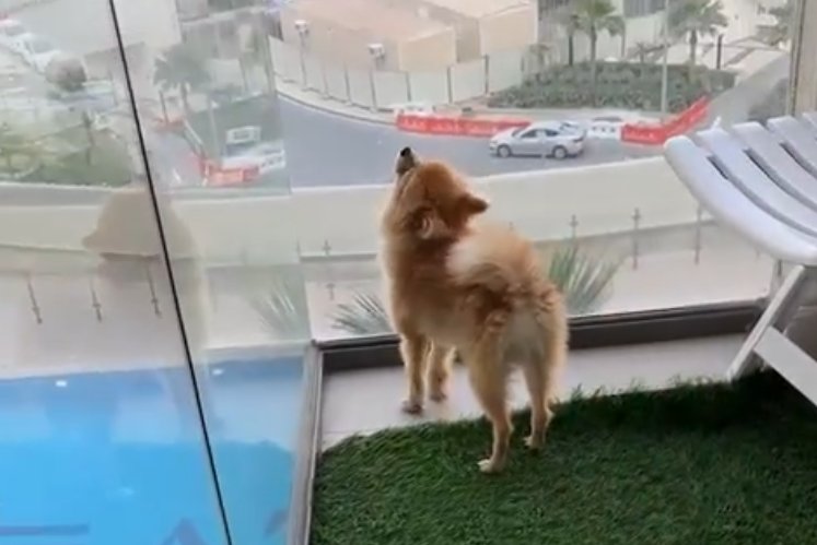 Евгения Дорожкина попросила совета у подписчиков по поводу собаки