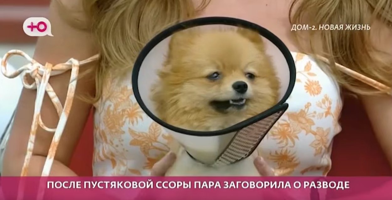 Собака Кристина Лясковец осталась под присмотром Сергея и Евгении Хорошевых, которые отправились в путешествие в Китай.