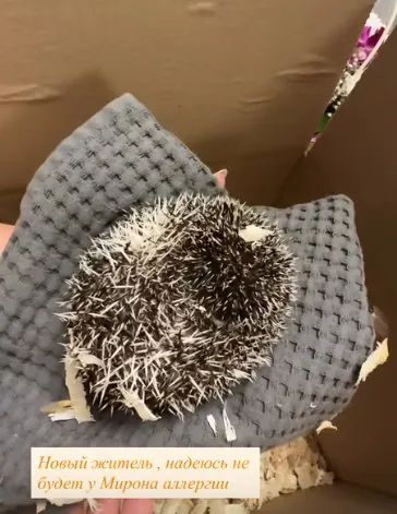 Нелли Ермолаева приобрела карликового африканского ежа для своего сына.